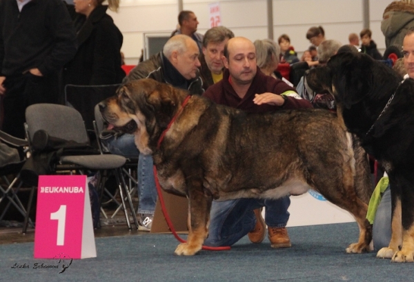 Best of Breed - Ron de Amdece de Nava - World Dog Show 2017, Leipzig, Germany
Keywords: 2017