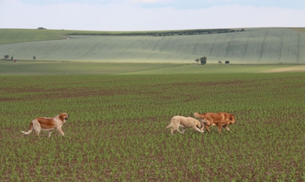 Our girls Mandy, Europa and Neapol in the nature
all three daughters of Dali de la Aljabara
