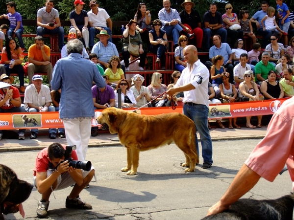 Sargon de Filandon - open class males, Villablino 08.09.2012
Athos de Laciana x Troya de Buxionte
Keywords: 2012