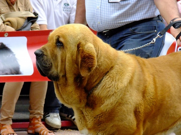 Balak de Tierra Orbigo - champion class males, Villablino 08.09.2012
Sargon de Filandon x Rea de Cueto Negro
Keywords: 2012