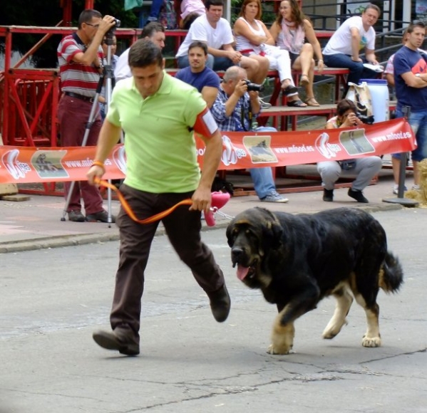 Lorena - open class females, Villablino 08.09.2012
Cain de Campollano x Joya Tornado Erben
Keywords: 2012