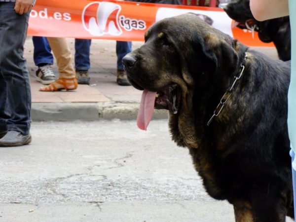 Lorena - open class females, Villablino 08.09.2012
Cain de Campollano x Joya Tornado Erben
Keywords: 2012