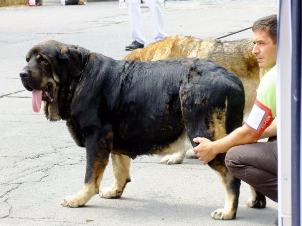 Lorena - open class females, Villablino 08.09.2012
Cain de Campollano x Joya Tornado Erben
Keywords: 2012