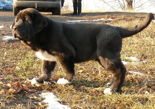 Nalon Bears de Lunava 9,5 weeks
Leno de Fuente Mimbre x Wachata de Lunava
