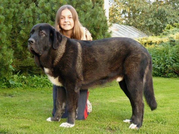 Nalon Bears de Lunava 
nearly 8 months
great-grandson of Ch. Nalon de Ablanera
