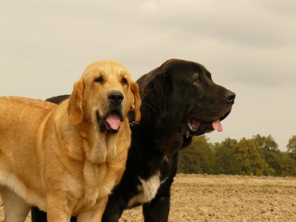 Sofia Sol Tornado Erben (10,5  months)  and Nalon Bears de Lunava (nearly 10 months)
Sofia Sol - Druso de la Aljabara x Lois Tornado Erben
Nalon - Leno de Fuente Mimbre x Wachata de Lunava
