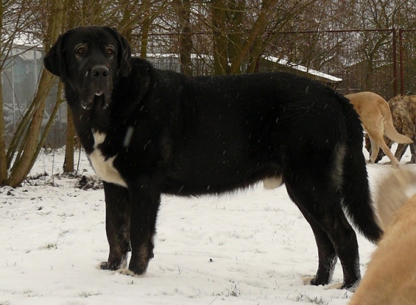 Nalon Bears de Lunava 13,5 months
Keywords: snow nieve