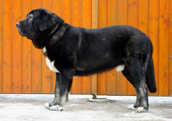 Nalon Bears de Lunava 15 meses 
Leno de Fuente Mimbre x Wachata de Lunava 

bisnieto de Nalon de Ablanera
