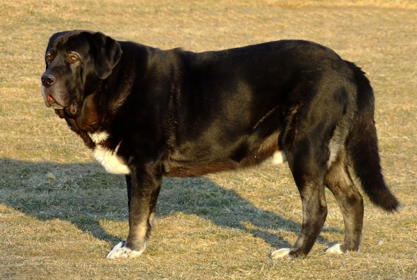 Jch. Nalon Bears de Lunava 2,5 years old
LEÑO de Fuente Mimbre x Wachata de Liunava
