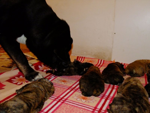 Nalon loves puppies / Nalon ama cachorritos
Nalon Bears de Lunava (nearly 2 years old) cleaning puppies. He loves puppies a lot and wants care for them always when they start to cry / Nalon Bears de Lunava (casi 2 años de edad) limpia cachorros. Él ama a los cachorros mucho y quiere cuidar de ell
