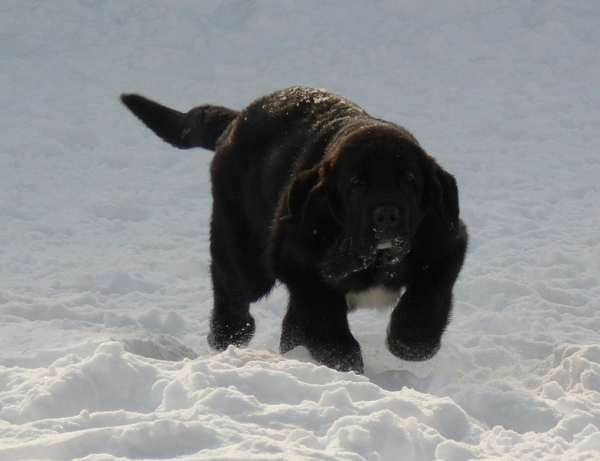 Nalon Bears de Lunava 3 months
