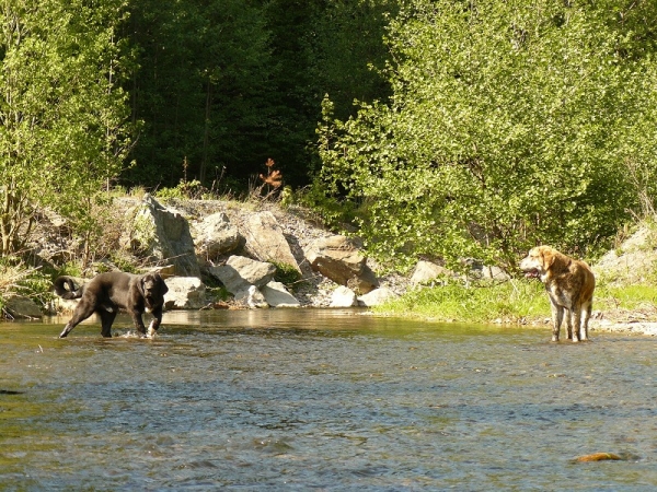 Nalon and Quanto in the river
Nalon Bears de Lunava 5,5 months
(Leno de Fuente Mimbre x Wachata de Lunava)

Quanto Tornado Erben nearly 9 months
(Nilo de Campollano x Eleonore Lu Dareva)
