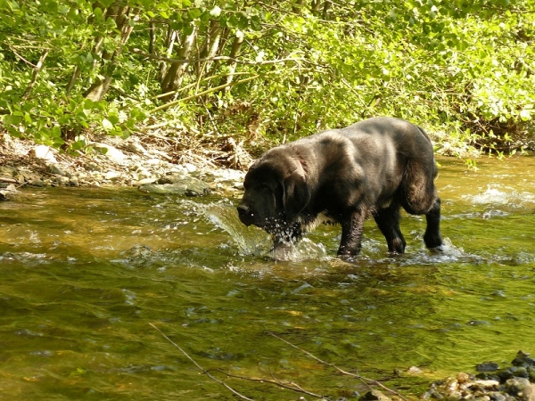 Nalon Bears de Lunava 5,5 months
