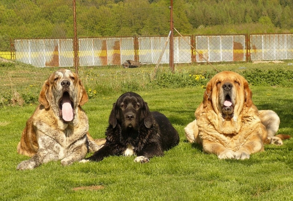 Our boys /Nuestros machos
from the left
Quanto Tornado Erben (8,5 months) - Nilo de Campollano x Eleonore Lu Dareva, grandson of Druso
Nalon Bears de Lunava (5 months) - Leno de Fuente Mimbre x Wachata de Lunava
Druso de la Aljabara (6 years) - Arroy de Laciana x Bohemia de la Aljabara
