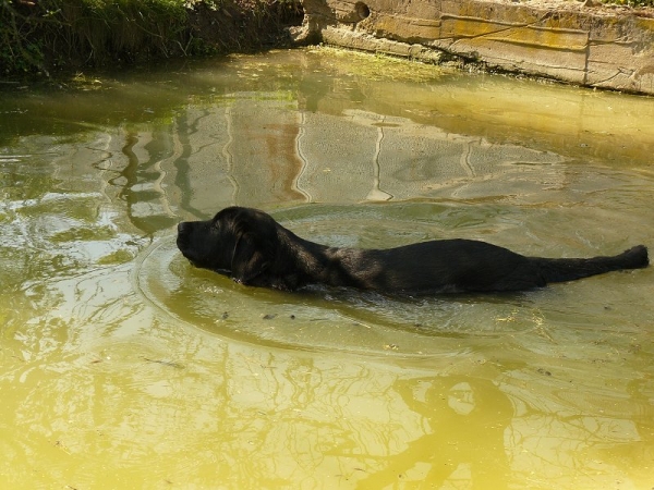 Black spanish otter :-)
Nalon loves water.

Nalon Bears de Lunava (Leno de Fuente Mimbre x Wachata de Lunava)
