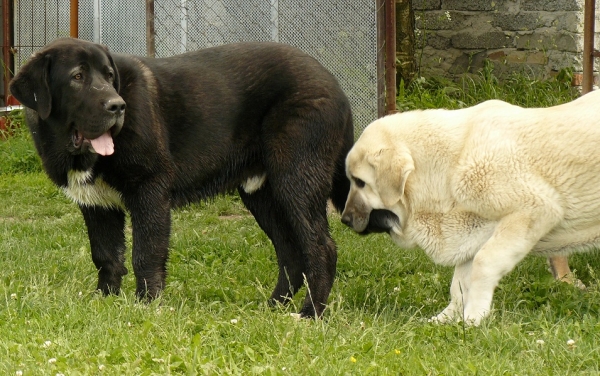 Nalon Bears de Lunava (6,5 months) and Syra de Zurita (6 months)
