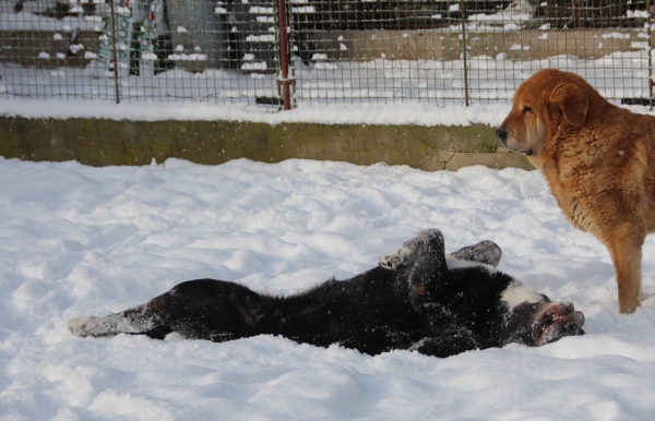 Playing veteranes :-)
Nalon Bears de Lunava (8 years) and Julie Tornado Erben (10,5 years old)
Keywords: tornado