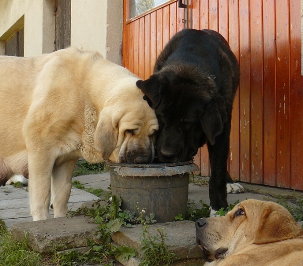 Black and white:-)
Lois Tornado Erben (2,5 years) and Nalon Bears de Lunava (9,5 months)
