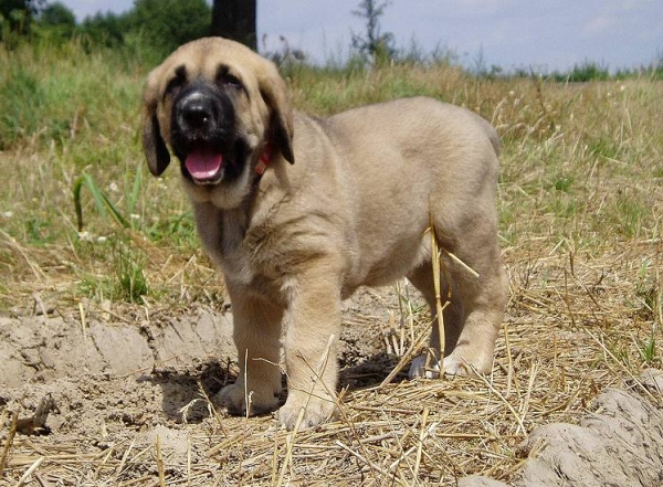 Nelly Tornado Erben 8weeks
