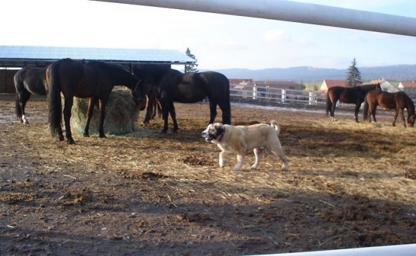 Nestor Tornado Erben
7,5months (Donelly Tornado Erben x Baskervil Mastibe)
