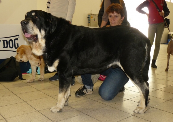 Jch. Isco de Tierra de Orbigo 23 months old 
exc. 1, CAC, CACIB and BOB on International show in Nitra 
Keywords: tornado