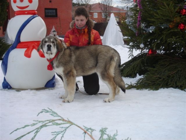 Odry Angelika Tornado Erben 5 months
Sultan x Elsa Tornado Erben
