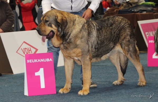 Heva de Tierra de Orbigo - World Winner 2017 + BOS - World Dog Show 2017, Leipzig, Germany
Keywords: 2017