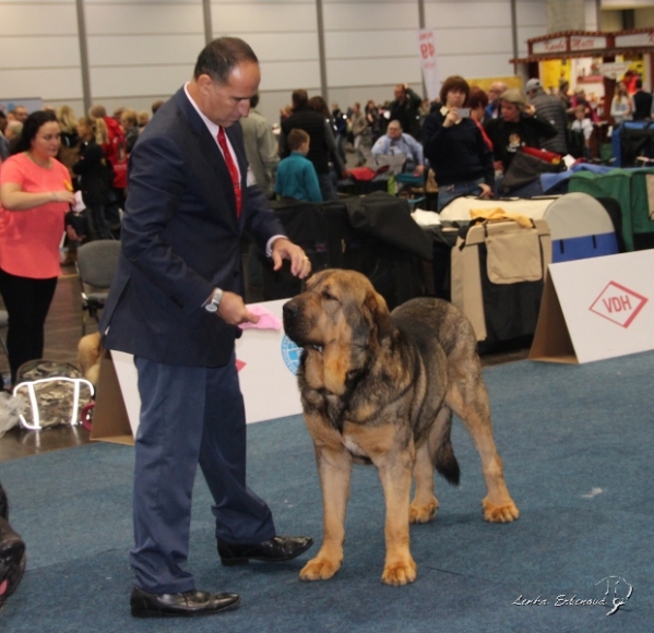 Paso de Filandon - exc. 3 in open class - World Dog Show 2017, Leipzig, Germany
Keywords: 2017