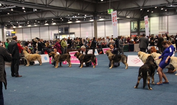 Open class females - World Dog Show 2017, Leipzig, Germany
Keywords: 2017