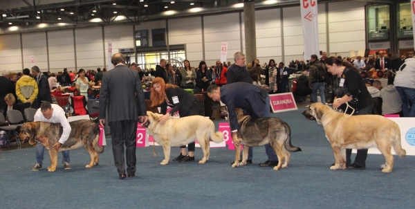 Best females from open class - World Dog Show 2017, Leipzig, Germany
from the left :
Heva de Tierra de Orbigo - exc. 1, VDH CAC
Moya Miya Lu Dareva  - exc. 2, res. VDH CAC
Madridky Dvor Charisma - exc. 3 
Gray Priehrada - exc. 4
Keywords: 2017