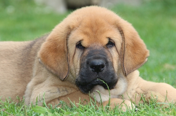 Oro Tornádo Erben 7 weeks old
