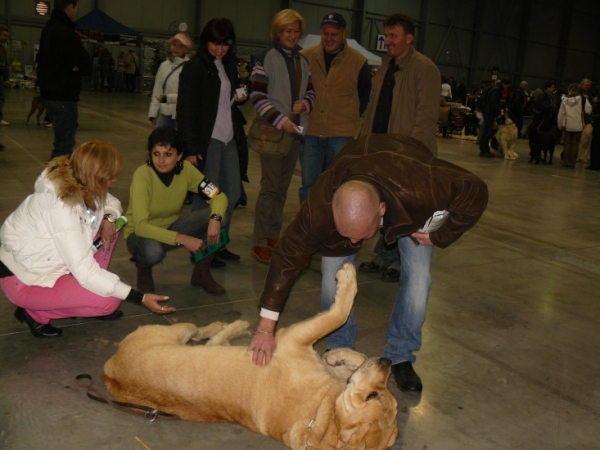 Amie Con Fundo - exc. 1, CAC, CACIB, intermediate class females - International Show, Prague, Czech Republic, 08.11.2009
Basil Mastifland x Historia Tornado Erben
Keywords: 2009 confundo