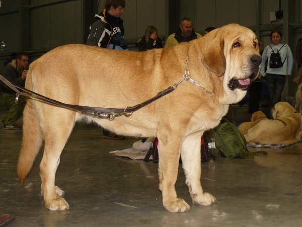 Amie Con Fundo - exc. 1, CAC, CACIB, intermediate class females - International Show, Prague, Czech Republic, 08.11.2009
Basil Mastifland x Historia Tornado Erben
Keywords: 2009 confundo