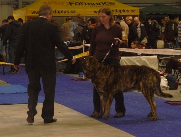 Chebaart Zaark Mastibe - exc.1, CAC, CACIB, Open class males - International Show, Prague, Czech Republic, 08.11.2009
Arak z Kraje sokolu x Amiza Zazi Bis Mastibe
Keywords: 2009 mastibe