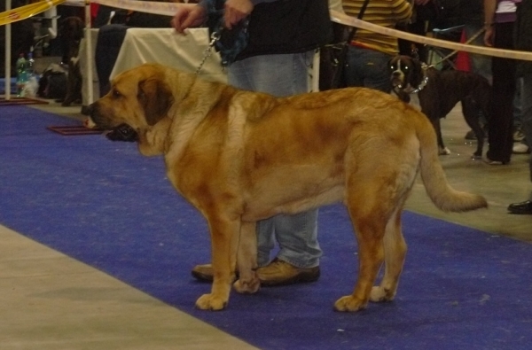 Churchill z Kraje sokolu - exc. 1, CAC, res. CACIB, intermediate class males - International Show, Prague, Czech Republic, 08.11.2009
Amigo Zeus Bis Mastibe x Feimi z Kraje sokolu
Keywords: 2009 sokol