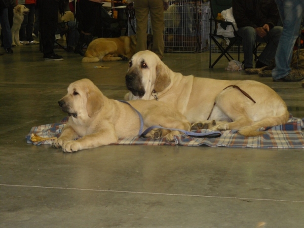 Lois Tornado Erben with daughter Umberta Lili Tornado Erben (3 months old) - International Show, Prague, Czech Republic, 08.11.2009
Keywords: 2009 tornado