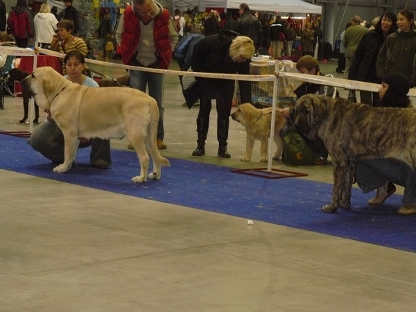 Lois Tornado Erben - exc.2, res.CAC, Holly Mastibe - exc.1, CAC, CACIB, Champion class females - International Show, Prague, Czech Republic, 08.11.2009
Lois Tornado Erben (Basil Mastifland x Florita Maja Tornado Erben)
Holly Mastibe (Druso de la Aljabara x Connie Mastibe)

Keywords: 2009