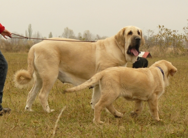 Lois Tornado Erben (chamion class females) with daughter Umberta Lili Tornado Erben (3 months old) - International Show, Prague, Czech Republic, 08.11.2009
Keywords: 2009 tornado