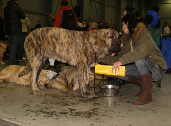 Marco Goner Mastibe - very promising 1 - Puppy class males - International Show, Prague, Czech Republic, 08.11.2009
Neron de Laciana x Goya Mastibe
Keywords: 2009 mastibe