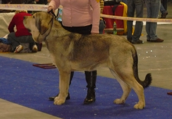 Rebelle Tornado Erben - excellent 1, CAJC, Young class females - International Show, Prague, Czech Republic, 08.11.2009
Caruso x Linda Tornado Erben
Keywords: 2009 tornado