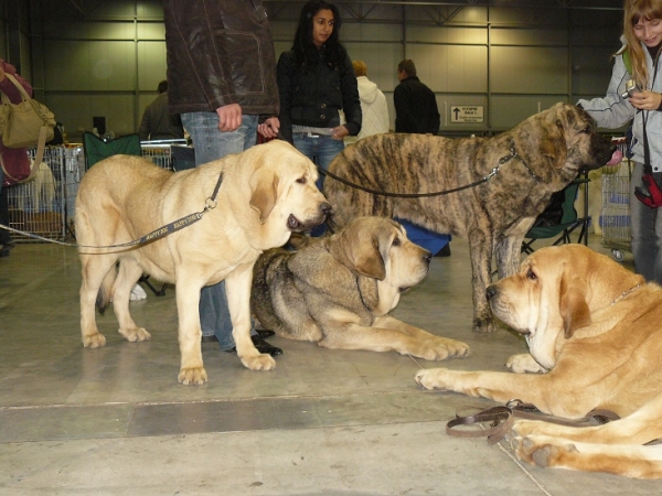 Mastines with great character - friendly and not agressive against other dogs - International Show, Prague, Czech Republic, 08.11.2009
from the left
Tilly Tornado Erben, Rebelle Tornado Erben, Marco Goner Mastibe and in front of Amie Con Fundo
Keywords: 2009