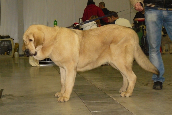 Tilly Tornado Erben - promising 1, Puppy class females - International Show, Prague, Czech Republic, 08.11.2009
Ramonet x Florita Maja Tornado Erben
Keywords: 2009 tornado