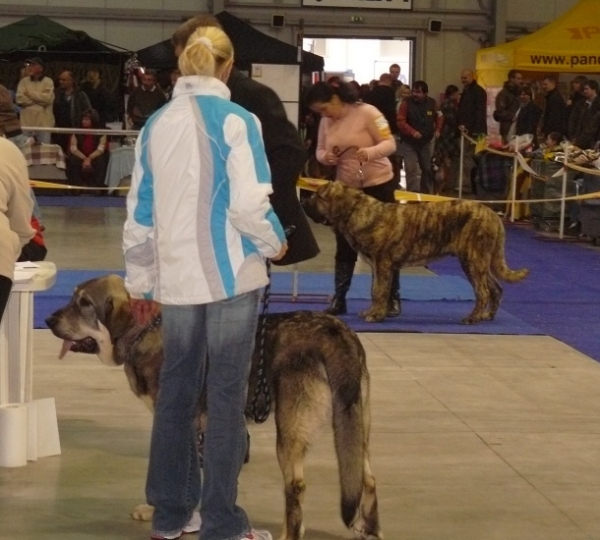 Tonny Tornado Erben - very promising 2, Marco Goner Mastibe - very promising 1, Puppy class males  - International Show, Prague, Czech Republic, 08.11.2009
Tonny Tornado Erben - Ramonet x Florita Maja Tornado Erben
Marco Goner Mastibe - Neron de Laciana x Goya Mastibe
Keywords: 2009 tornado