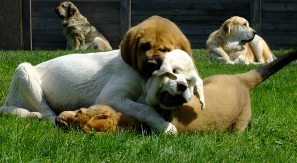 Puppies playing
