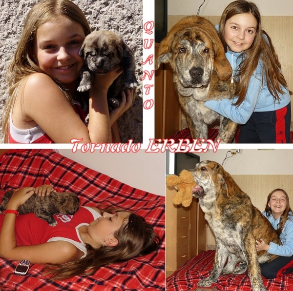 Fast growing 
Quanto Tornado Erben as little puppy (14 days old) and after 6 months He is 60kg heavy baby, which still loves to play with our Tereza.

Quanto (Nilo de Campollano x Eleonore Lu Dareva)
Keywords: kids