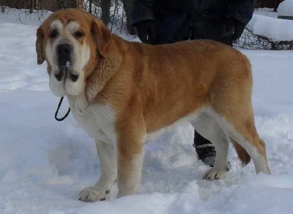 Qerubio Tornado Erben - Interchampion
Champion of Finland, Norway, Russia, Ukraina, Lithuania, Belorussia, Grandchampion
res. BIG on International show in Italy, Best of Breed on French championship

son of Nilo de Campollano and Eleonore Lu Dareva
born 5.8.2008 
