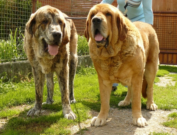 Nieto con abuelo
Quanto Tornado Erben 10,5 months
(Nilo de Campollano x Eleonore Lu Dareva)
with 
Druso de la Aljabara 6,5 years
(Arroyo de Laciana x Bohemia de la Aljabara)
