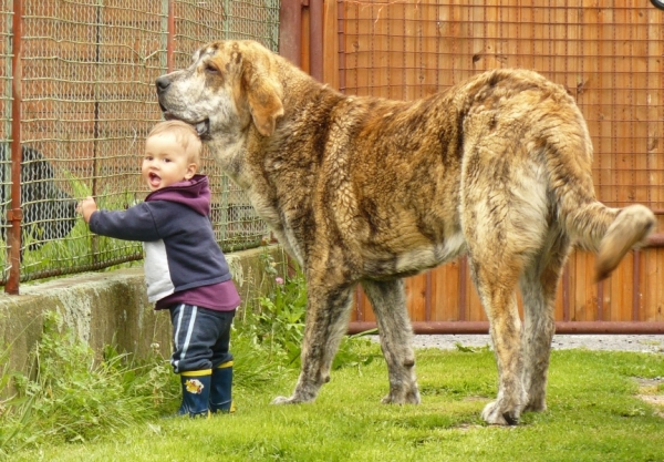 Quanto Tornado Erben 10 months (90cm)
Nilo de Campollano x  Eleonore Lu Dareva
