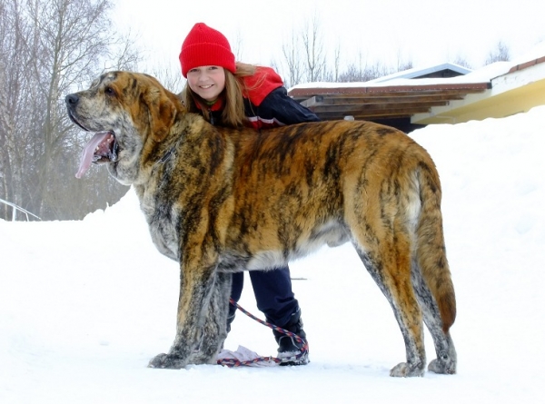 Ch. Quanto Tornado Erben - 18 months 
Nilo de Campollano x Eleonore Lu Dareva
