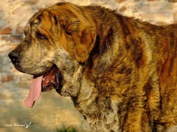 Ich. Quanto Tornado Erben 2,5 years old 
Nilo de Campollano x Eleonore Lu Dareva 
